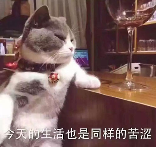 南京家庭装修之喵星人:“装修前,你考虑过我吗?” 南京家庭装修之喵星人:“装修前,你考虑过我吗?”